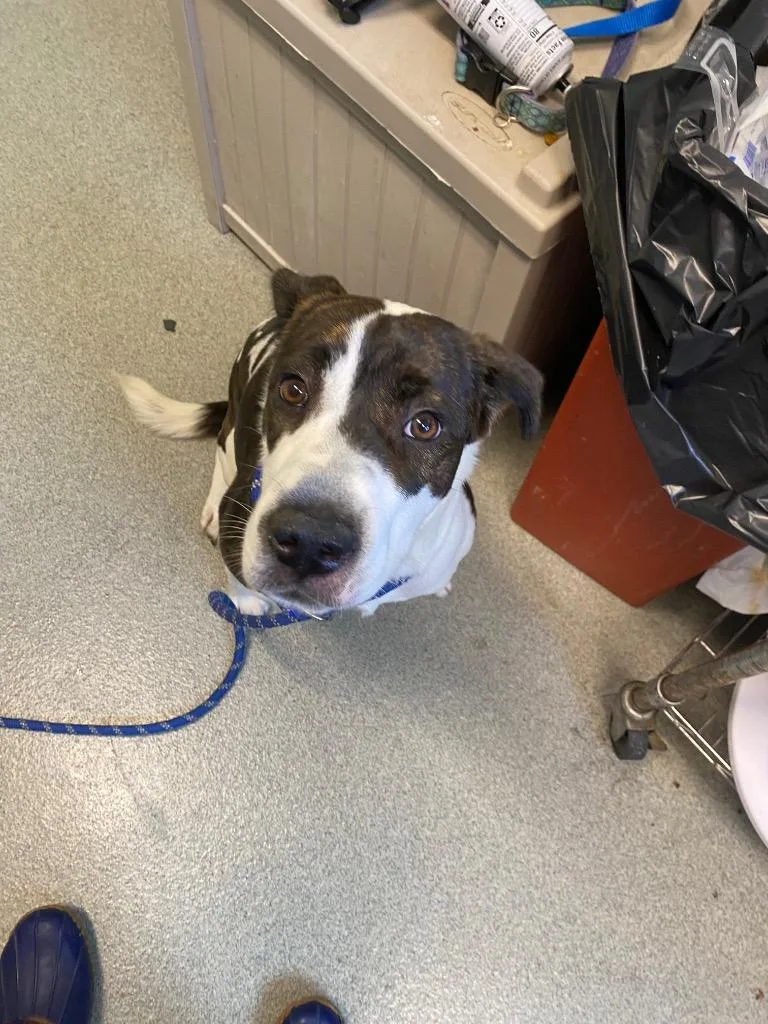 A young medium-sized female Pit Bull Terrier dog named Doja for adoption in Bloomington, IN