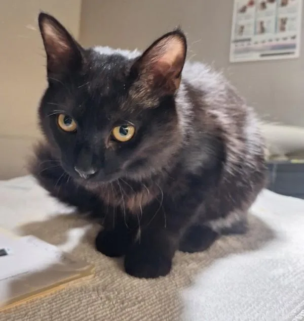 Percy