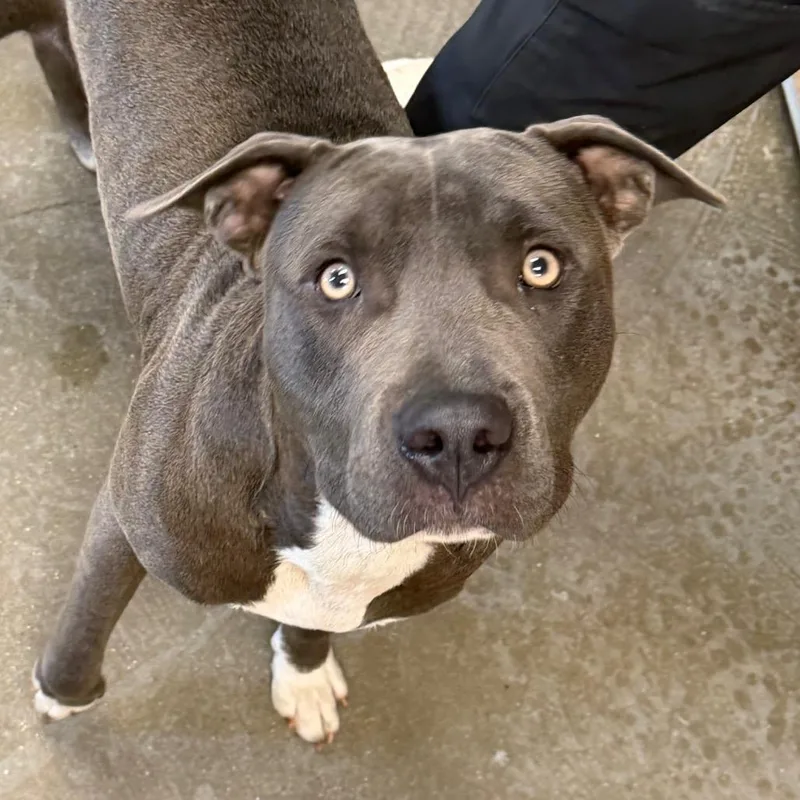A young medium-sized male Gray / Blue / Silver Terrier dog named Apollo for adoption in Marshall, TX