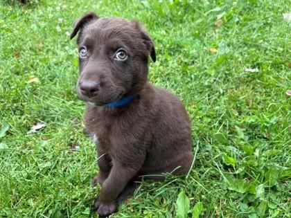 A baby large-sized male Labrador Retriever dog named Denny for adoption in Woodbury, MN