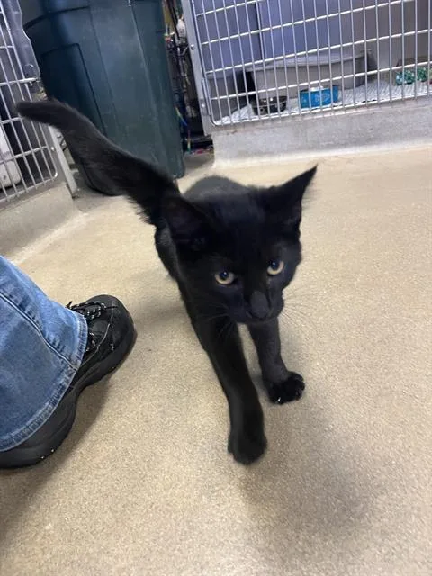 A baby medium-sized male Domestic Short Hair cat named Callan for adoption in Brewster, MA