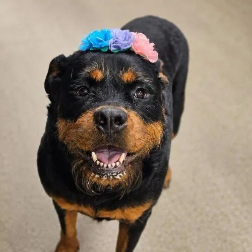 An adult large-sized female Rottweiler dog named Tater for adoption in Broken Arrow, OK
