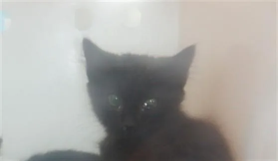 A baby small-sized female Domestic Short Hair cat named Funnel Cake for adoption in San Jose, CA