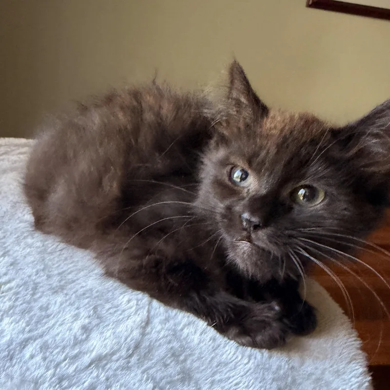 A baby medium-sized female Black Domestic Long Hair cat named Pixel for adoption in Scranton, PA