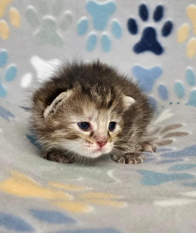 A baby small-sized female Domestic Short Hair cat named Creek for adoption in Wabash, IN