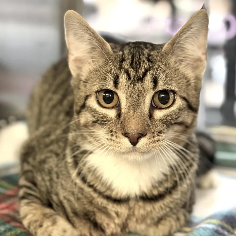 A young small-sized male Gray / Blue / Silver Domestic Short Hair cat named Flynn for adoption in Denison, TX
