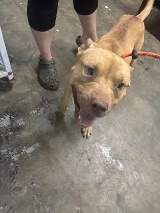 A young medium-sized male Apricot / Beige Mixed Breed dog named Cheese for adoption in Georgetown, SC