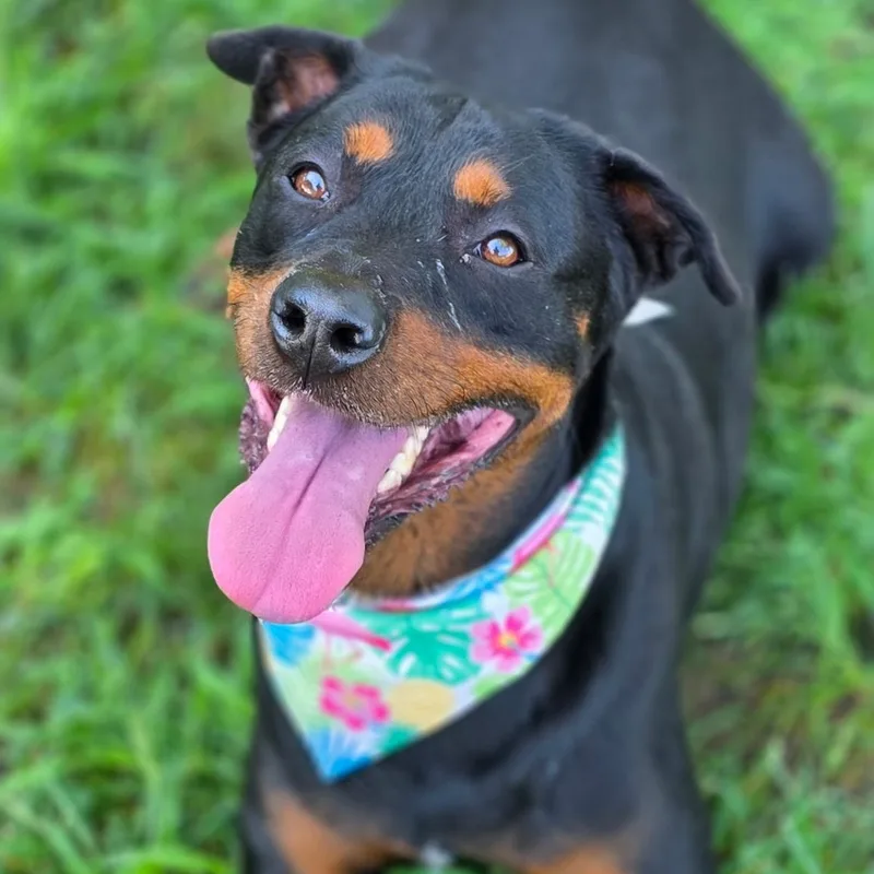 An adult large-sized female Black Rottweiler dog named Dash for adoption in Smithtown, NY
