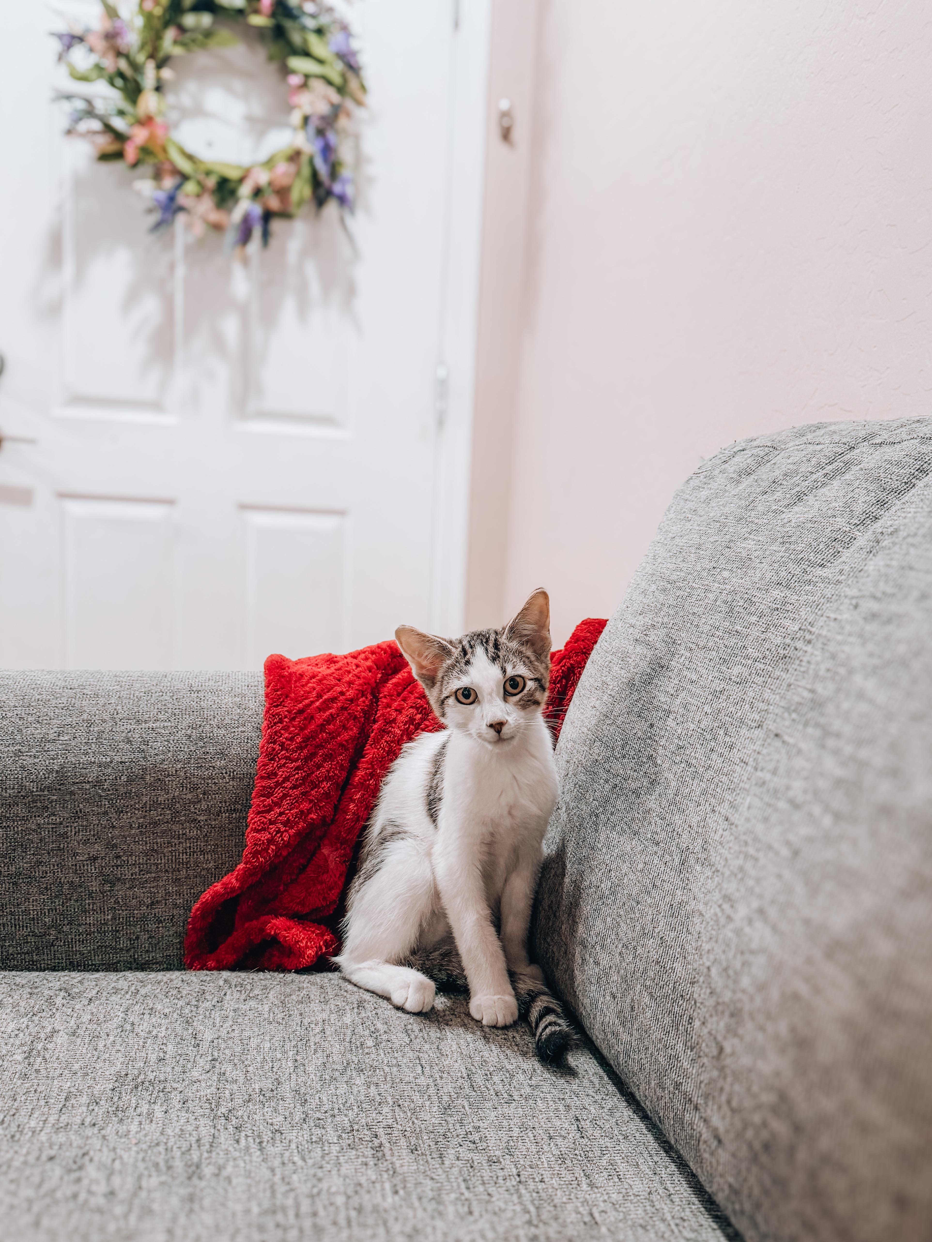 A baby medium-sized male Tabby cat named Sven for adoption in Goodyear, AZ