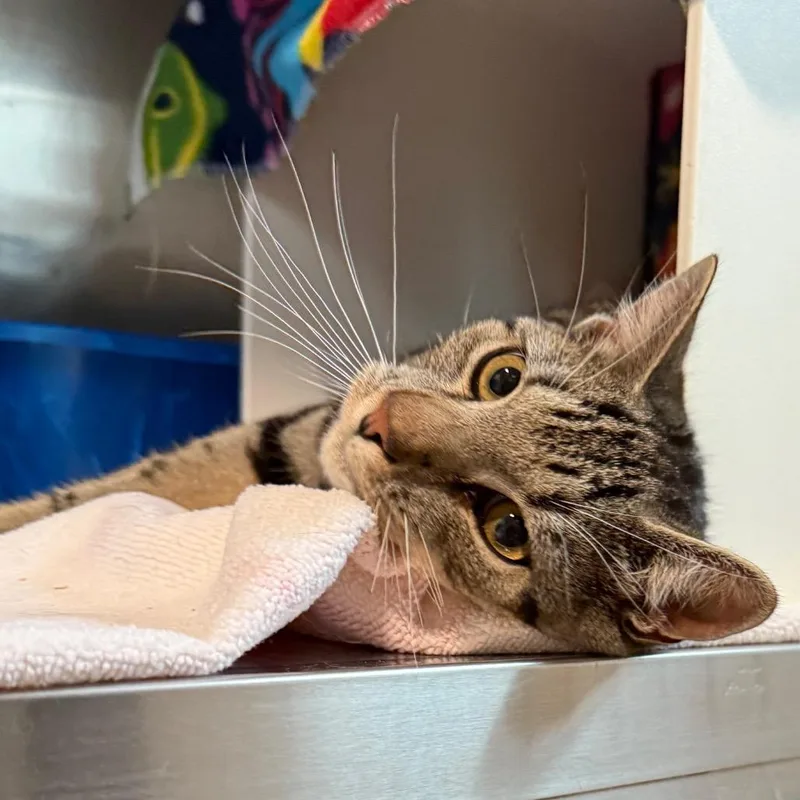 A young medium-sized male Domestic Short Hair cat named Oliver for adoption in Cedaredge, CO