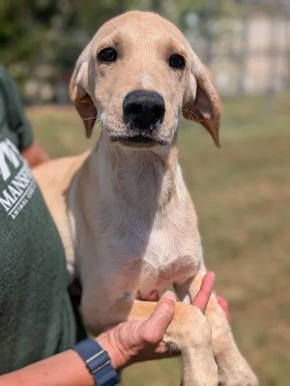 An adult large-sized male Retriever dog named Teddy for adoption in Mansfield, TX