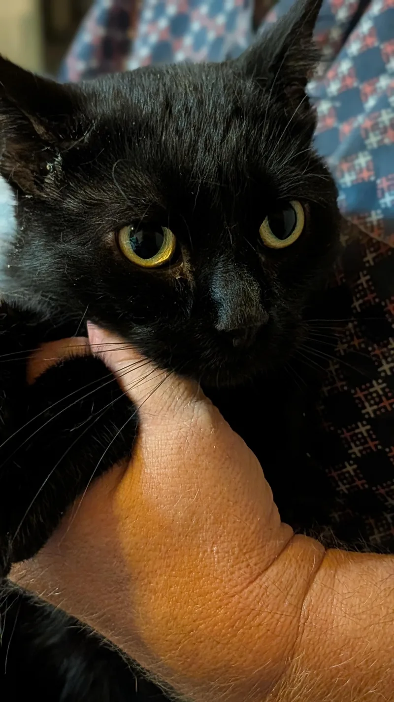 An adult medium-sized male Domestic Short Hair cat named Ricco for adoption in Pena Blanca, NM