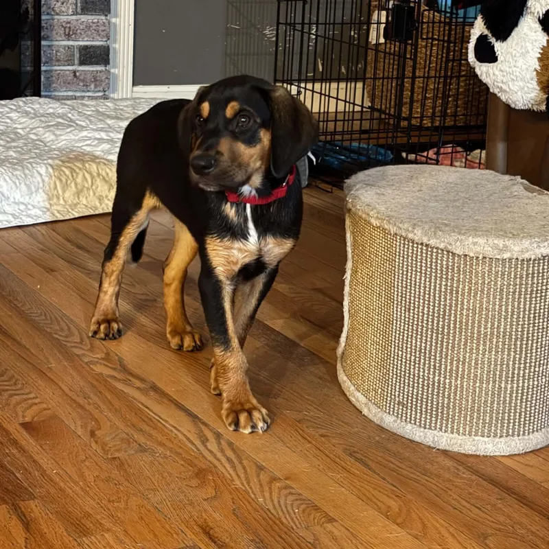 A baby medium-sized male Tricolor (Brown, Black, & White) Hound dog named Connor for adoption in Billerica, MA