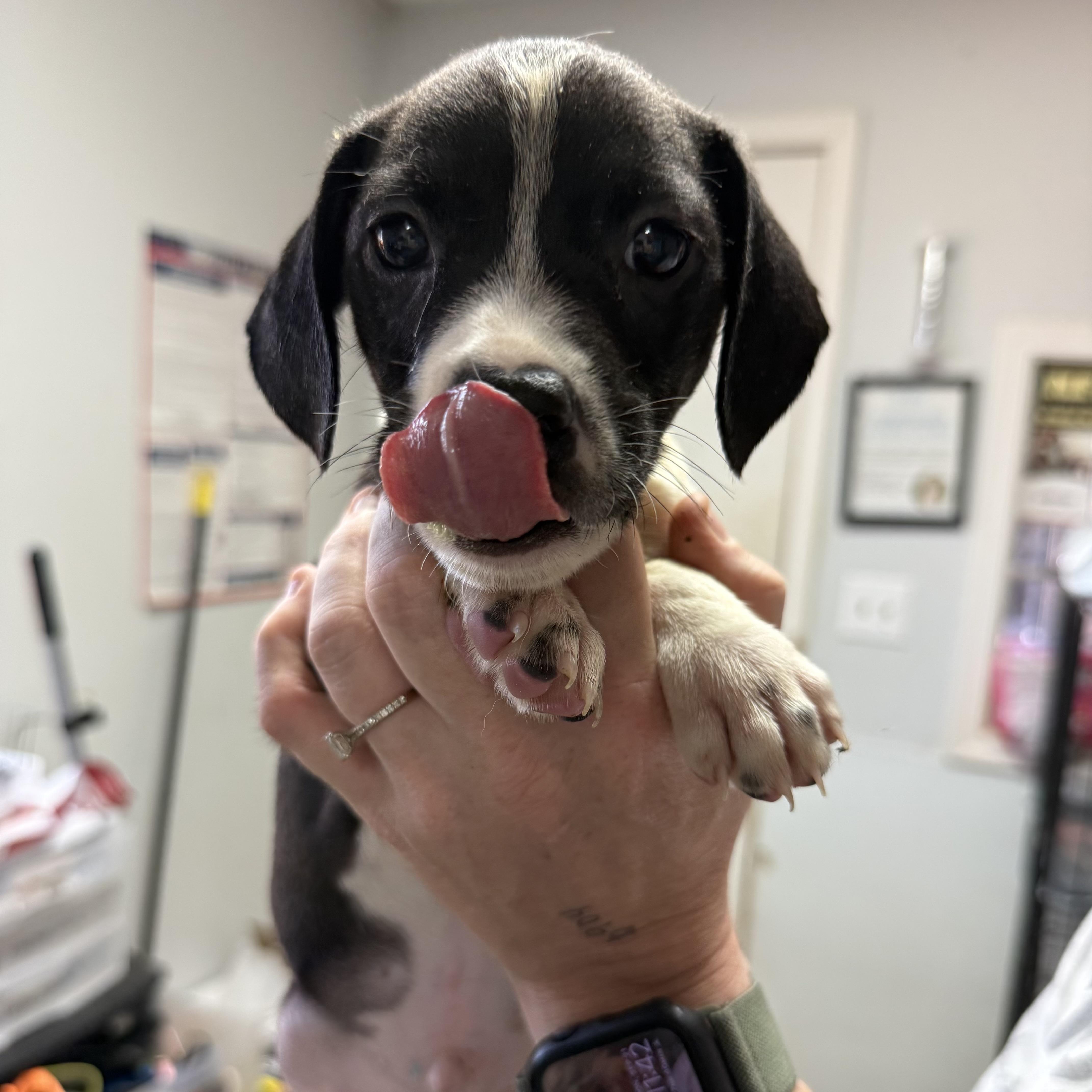A baby medium-sized male Mixed Breed dog named Bear Claw for adoption in Columbia, SC