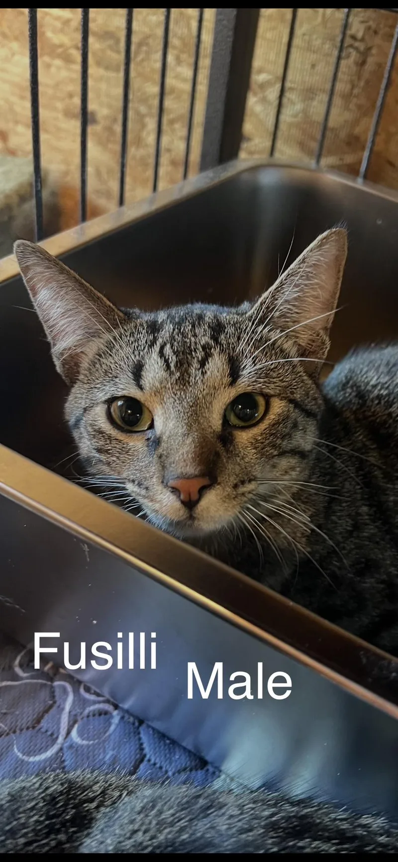 A young small-sized male Domestic Short Hair cat named Fusilli for adoption in Sneads Ferry, NC