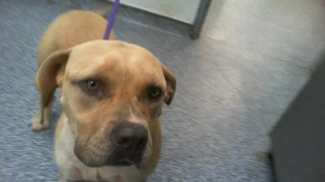An adult large-sized female Pit Bull Terrier dog named Lucy for adoption in Charlotte, NC