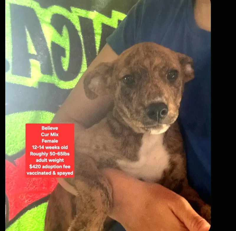 A baby medium-sized female Black Mouth Cur dog named Believe for adoption in Oviedo, FL