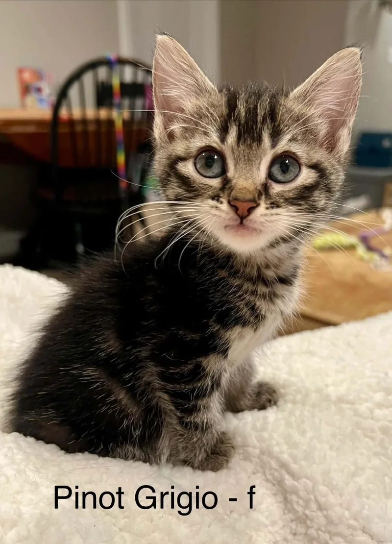 A baby small-sized female Domestic Short Hair cat named Pinot Grigio for adoption in Saint Charles, MO