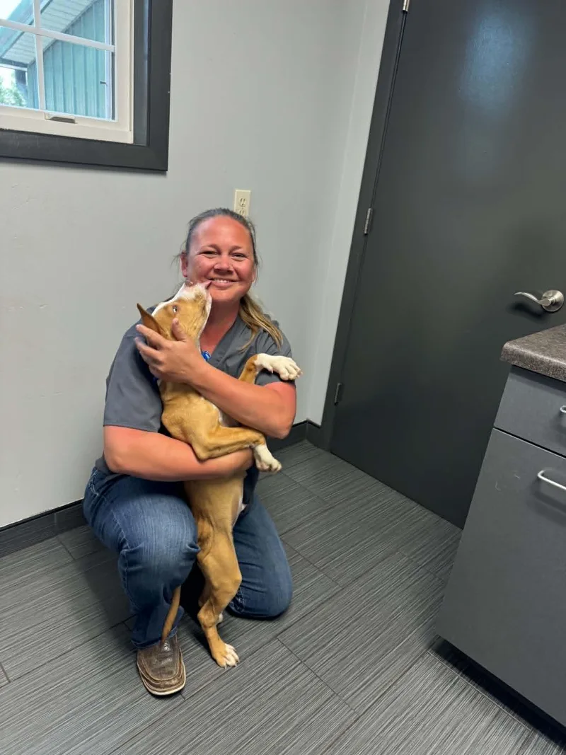 A baby large-sized male Yellow / Tan / Blond / Fawn Pit Bull Terrier dog named Benji for adoption in Creston, IA