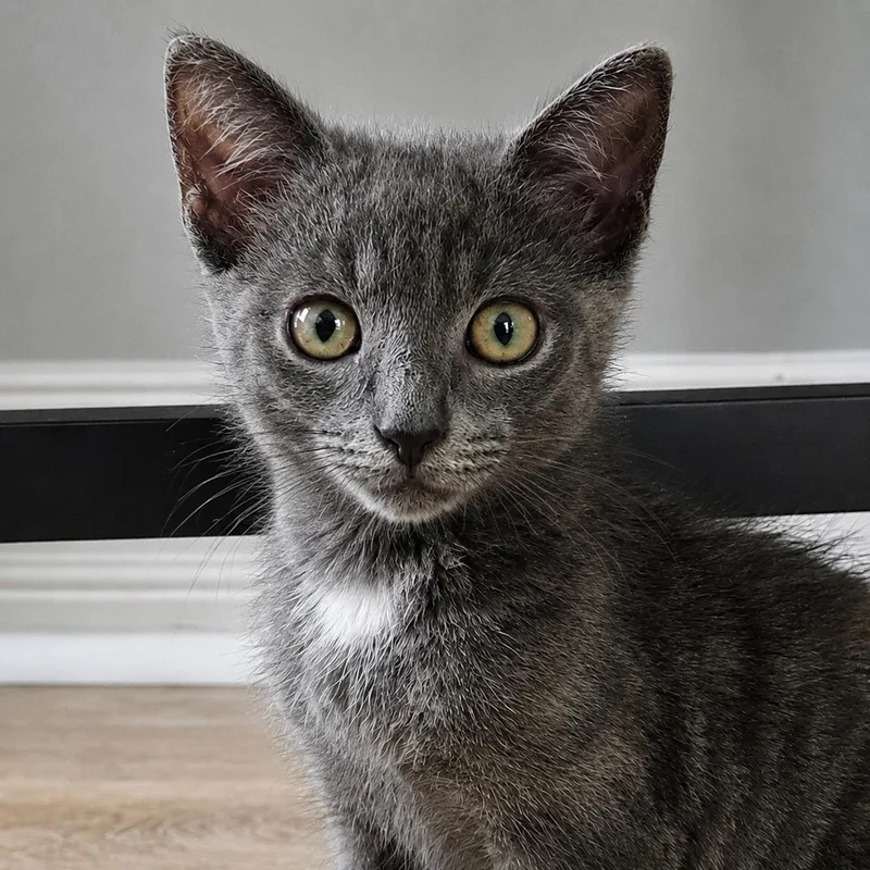 A baby medium-sized male Gray / Blue / Silver Domestic Short Hair cat named Luka for adoption in Pontiac, MI