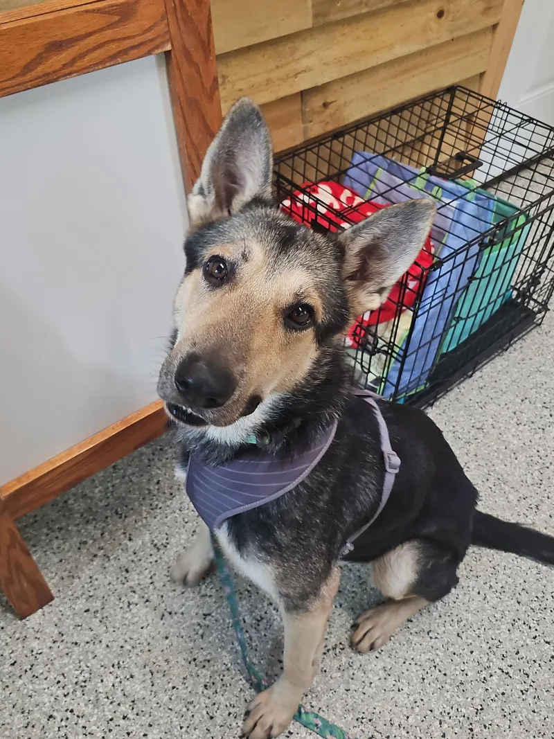 An adult large-sized male German Shepherd Dog dog named Otto for adoption in Baton Rouge, LA