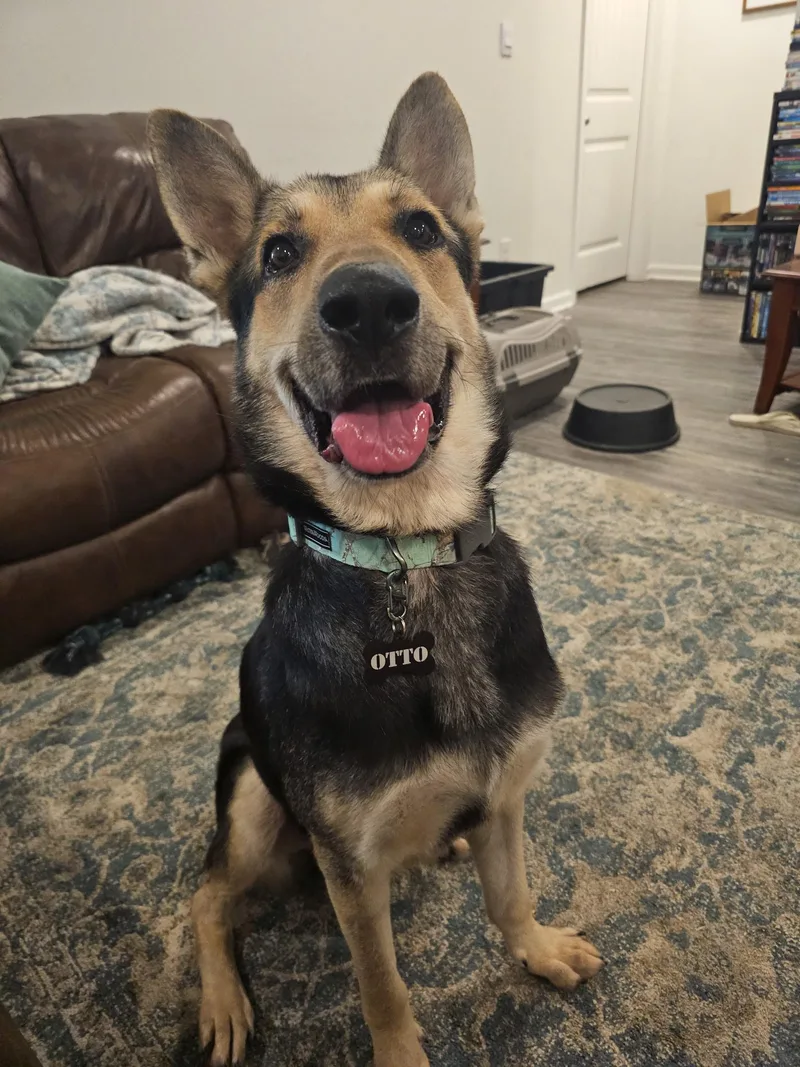 Otto thumbnail 4