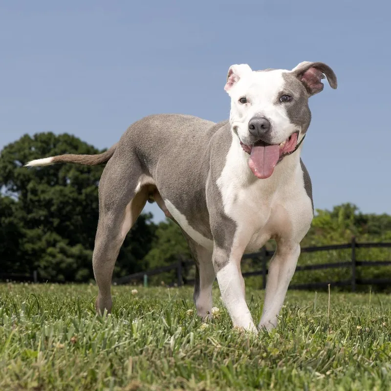An adult large-sized male Gray / Blue / Silver Mixed Breed dog named Avanti for adoption in Franklin, TN