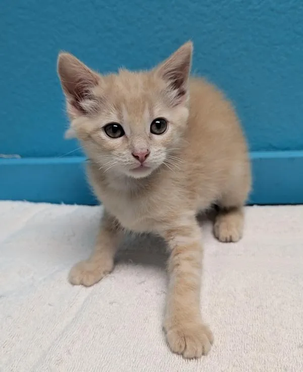 A baby small-sized female Domestic Short Hair cat named London for adoption in Escondido, CA
