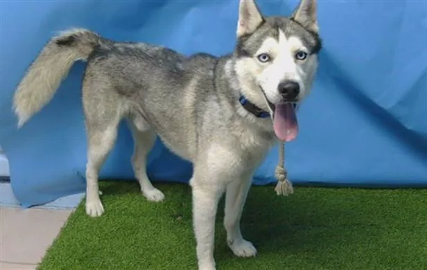 An adult medium-sized male Siberian Husky dog named Rocket for adoption in Gardena, CA