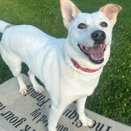 An adult medium-sized female White / Cream Mixed Breed dog named Bella for adoption in Dubuque, IA