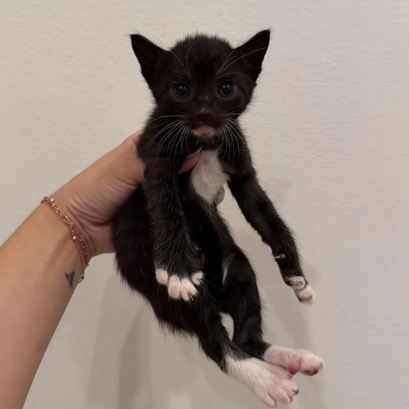 A baby medium-sized male Black & White / Tuxedo Domestic Short Hair cat named Arthur for adoption in Chattanooga, TN