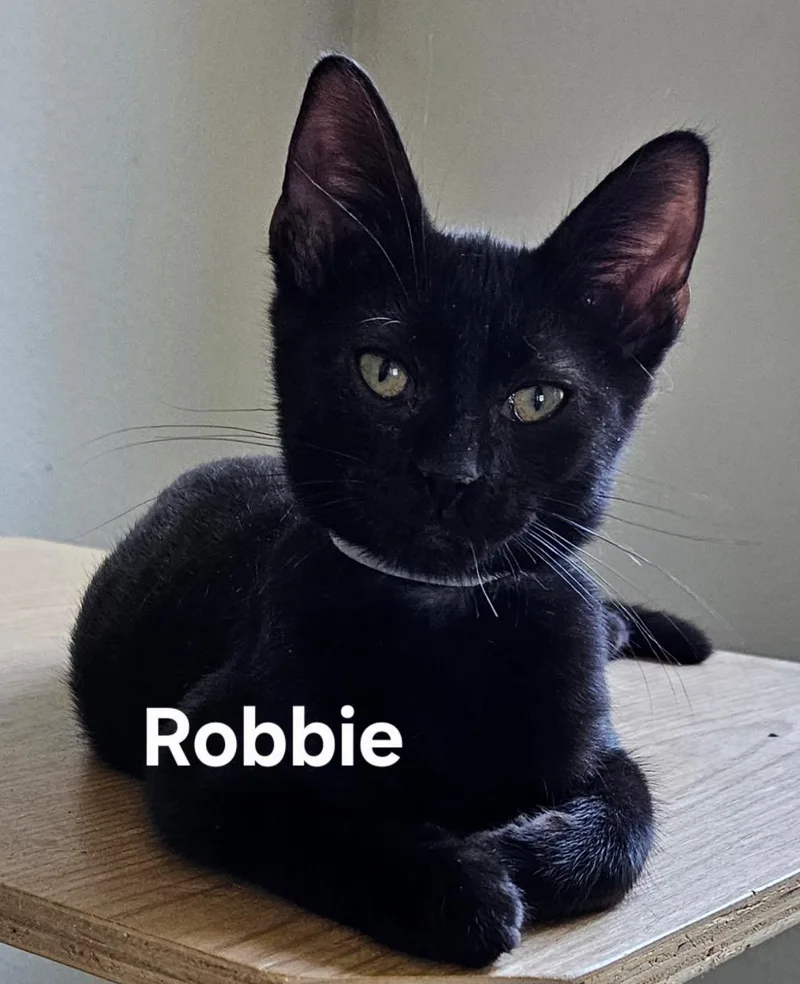 A baby medium-sized male Domestic Short Hair cat named Robbie for adoption in Zimmerman, MN