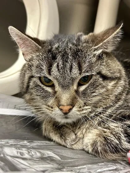 An adult large-sized male Buff / Tan / Fawn Domestic Short Hair cat named AyKay for adoption in Wichita, KS