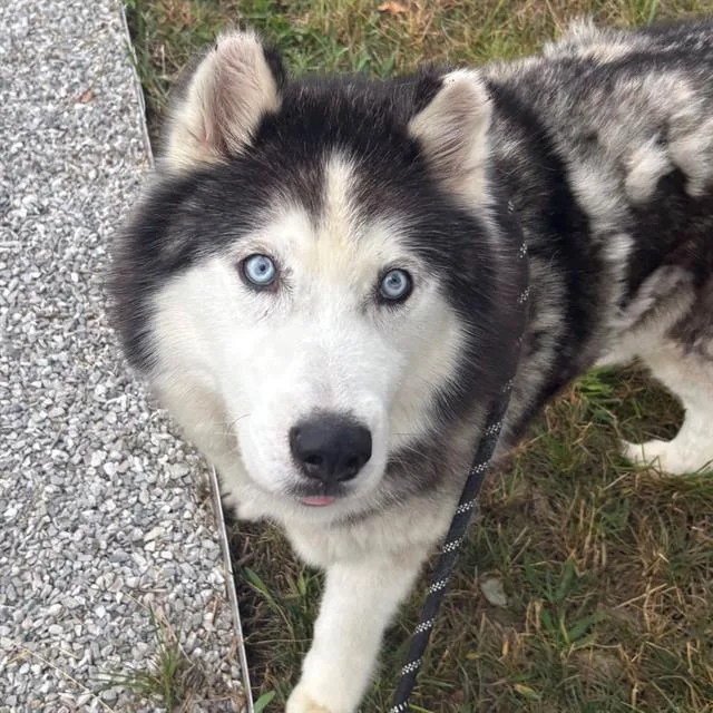 An adult large-sized male Siberian Husky dog named Blaze for adoption in Indianapolis, IN