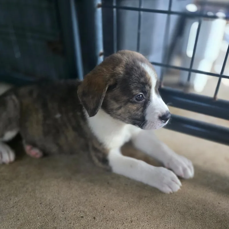 A baby small-sized female White / Cream German Shepherd Dog dog named Bella for adoption in Hinesville, GA