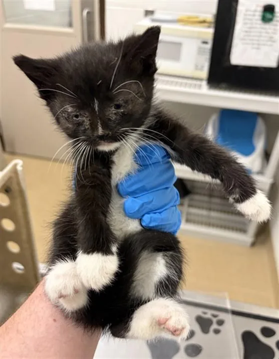 A baby small-sized male Domestic Short Hair cat named Omelette for adoption in Derwood, MD