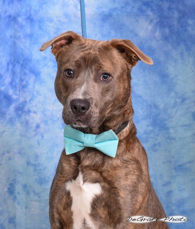 An adult medium-sized male Mastiff dog named Gunner for adoption in Pittsboro, NC