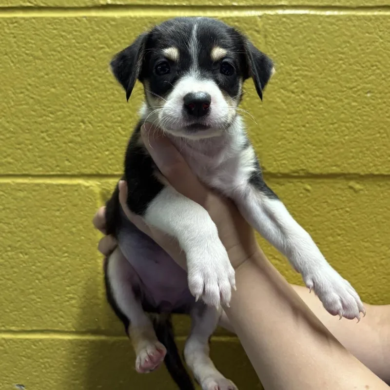 A baby medium-sized female Australian Shepherd dog named Harriet for adoption in Hughesville, MD