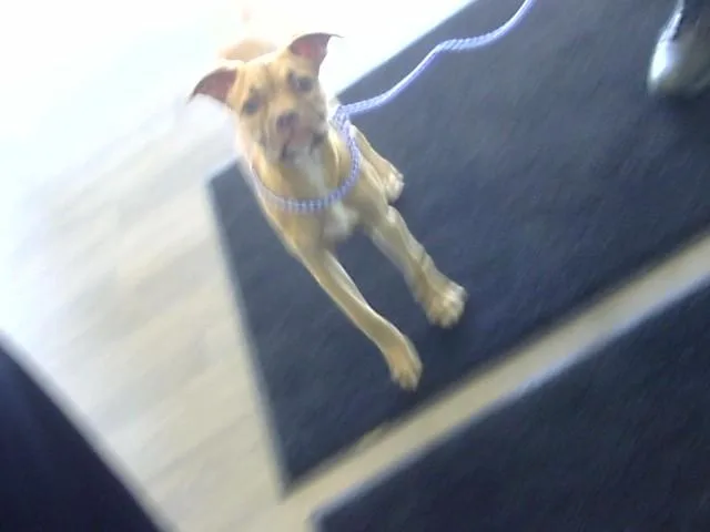 A young small-sized female Pit Bull Terrier dog named Truvy for adoption in Toledo, OH
