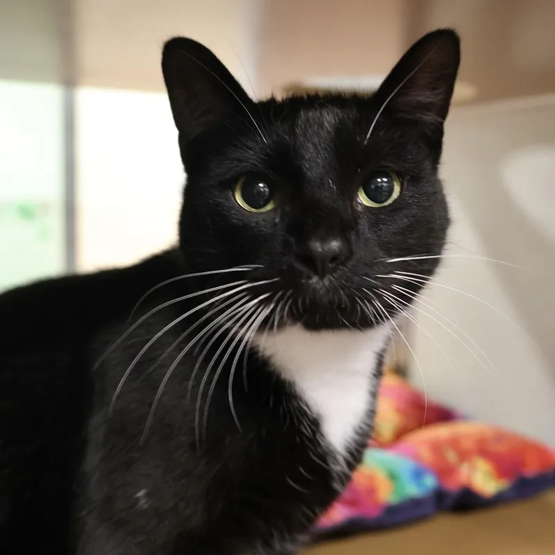 A young medium-sized male Black Domestic Short Hair cat named Domino for adoption in Briarcliff Manor, NY
