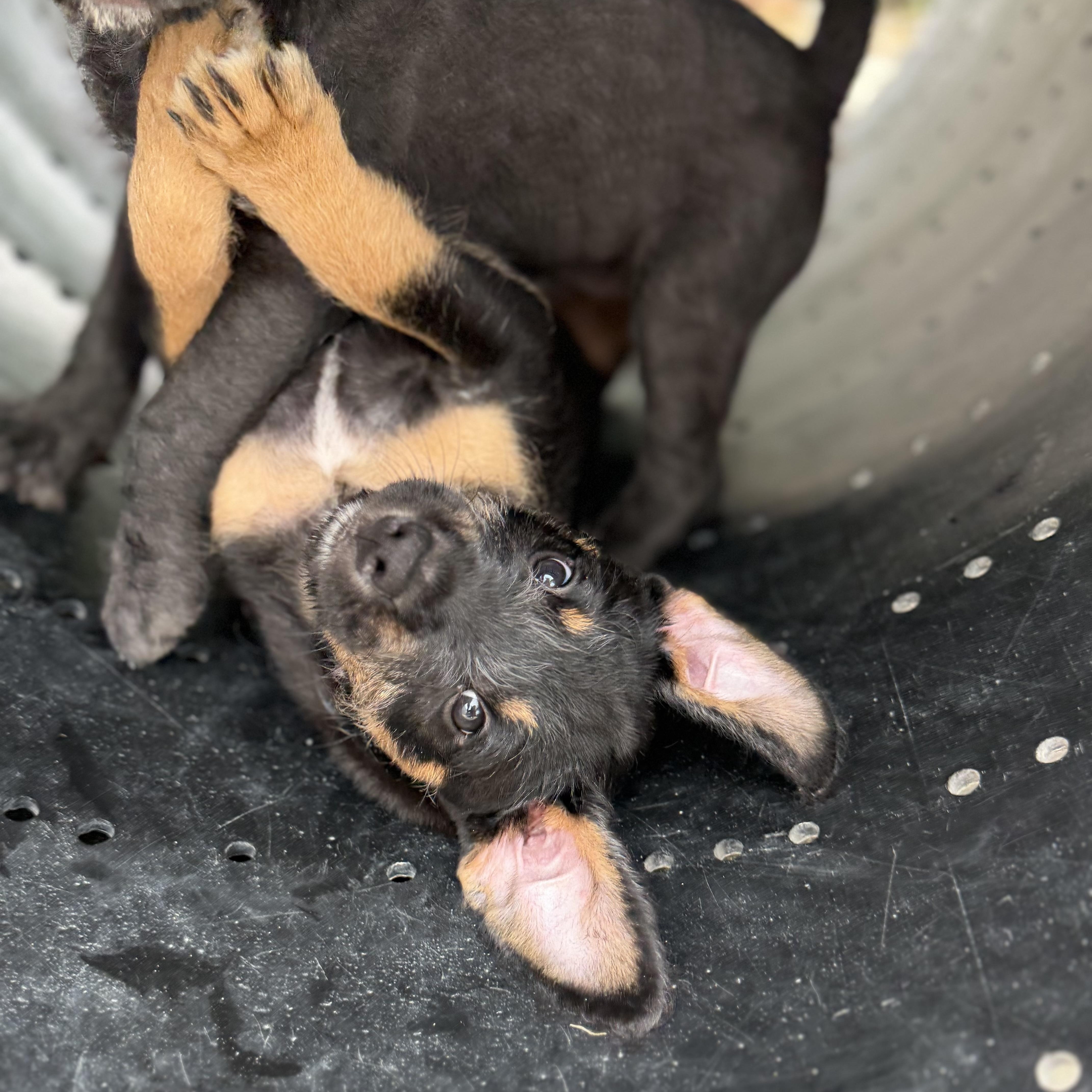 A baby medium-sized female Black Terrier dog named Fergie for adoption in Homestead, FL