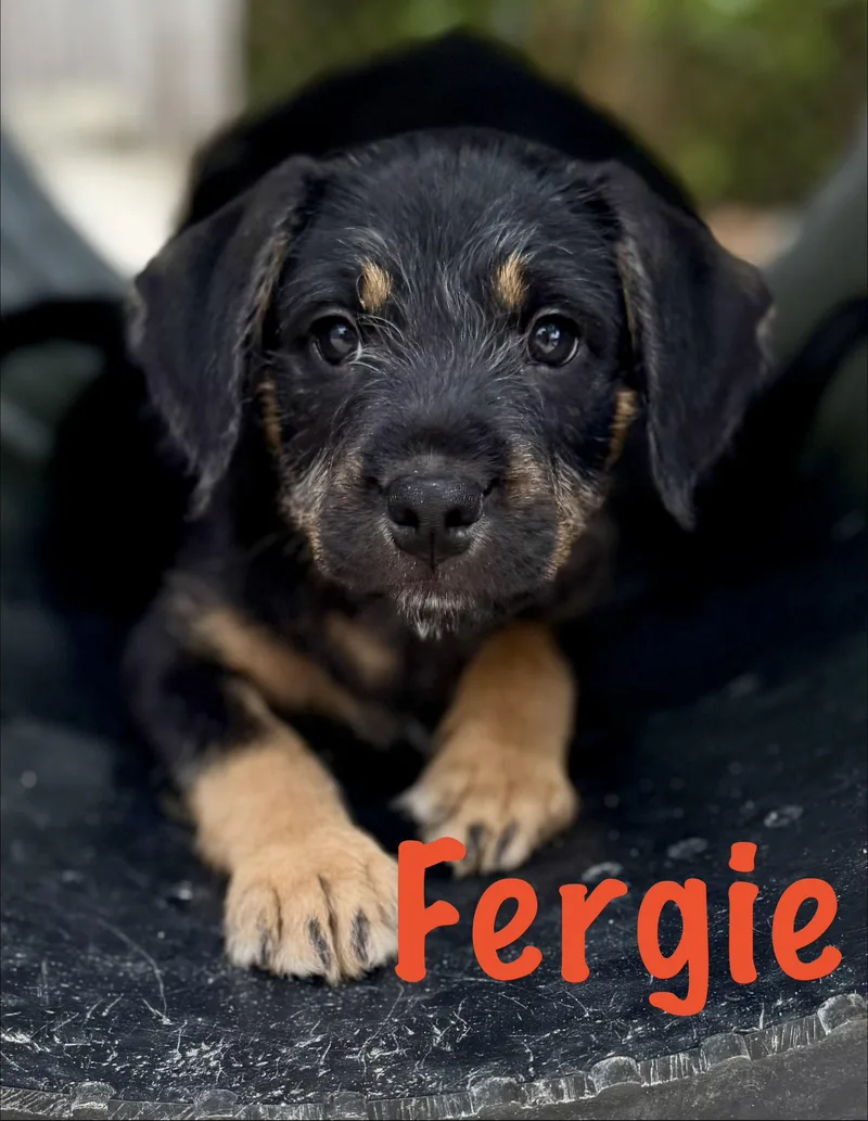 Fergie thumbnail 2