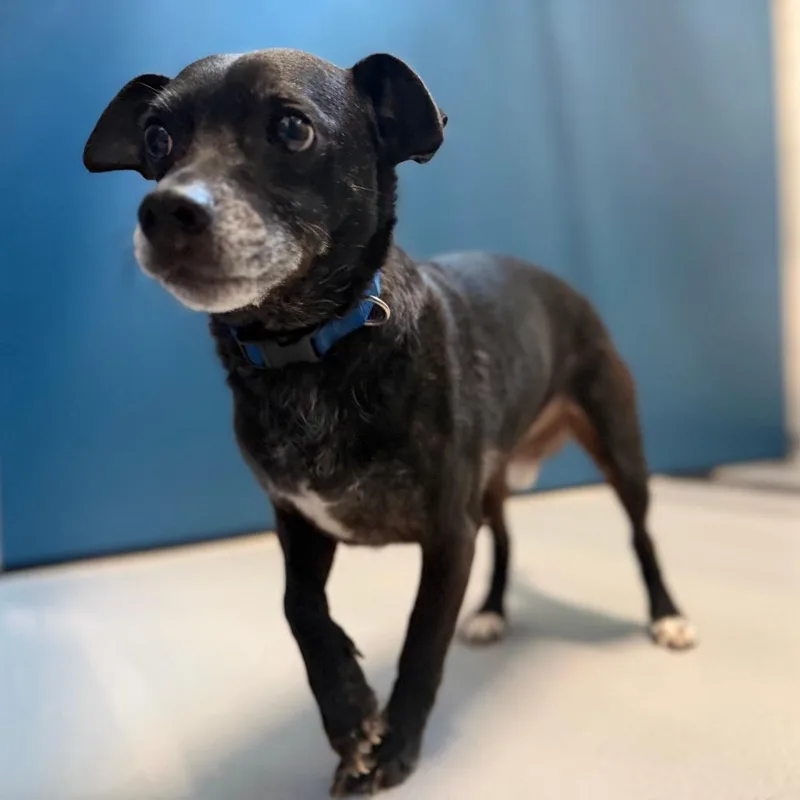 A senior small-sized male Black Mixed Breed dog named Nicholas for adoption in Auburn, AL