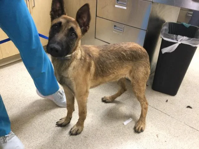 A young medium-sized female German Shepherd Dog dog named Lulu for adoption in Riverside, CA