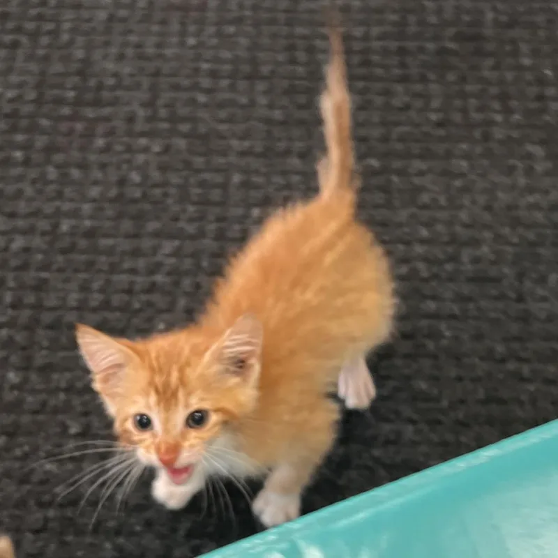 A baby small-sized female Orange / Red Domestic Short Hair cat named Eureka for adoption in Rochester, MN