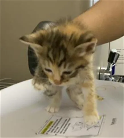 A baby small-sized female Domestic Short Hair cat named Meeska for adoption in Visalia, CA