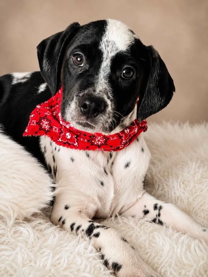 A baby medium-sized female Pointer dog named Karen for adoption in Nahunta, GA