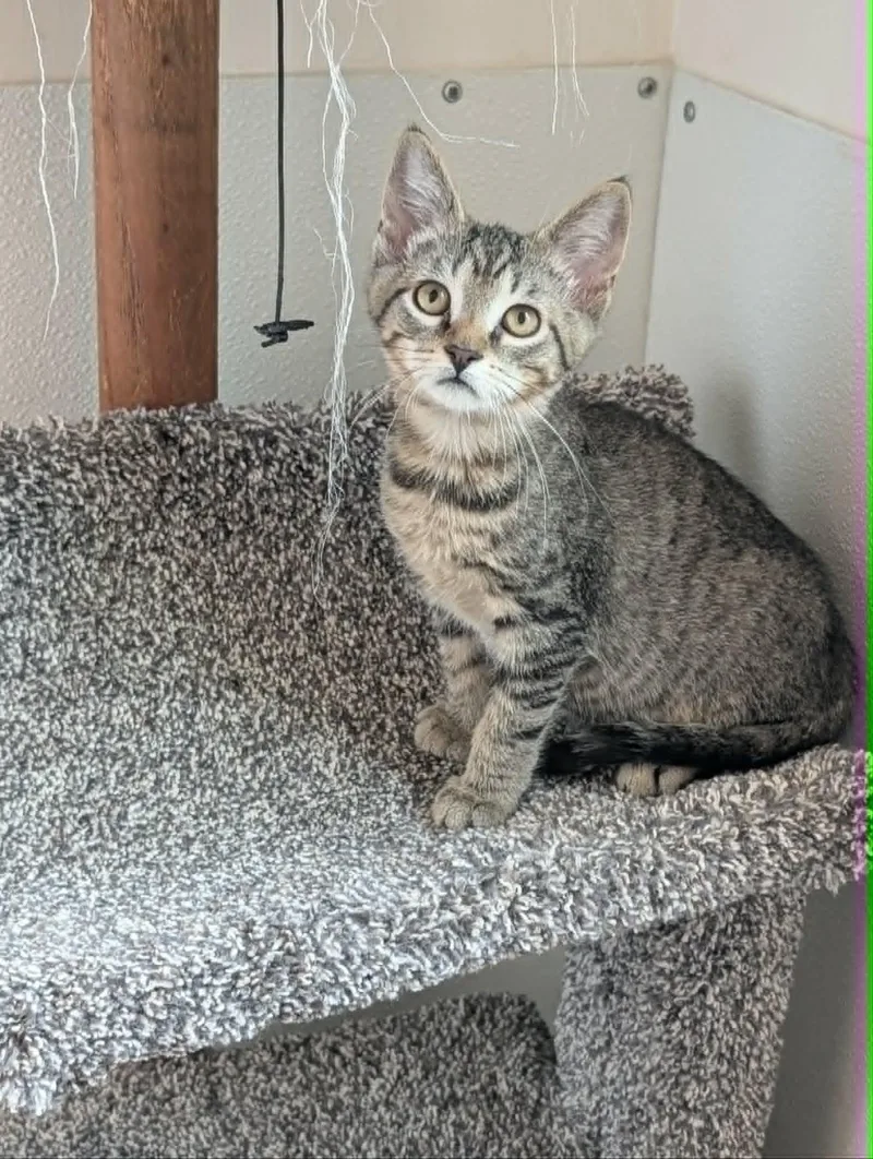 A baby medium-sized male Tabby (Brown / Chocolate) Domestic Short Hair cat named Button for adoption in Chambersburg, PA