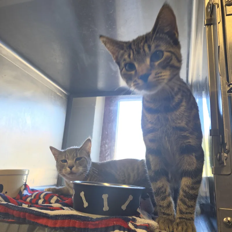 A young medium-sized male Domestic Short Hair cat named Ivory and Lark for adoption in Old Bridge, NJ