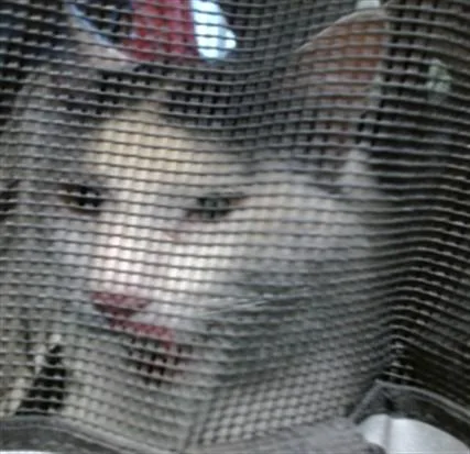 A young medium-sized male Domestic Medium Hair cat named A for adoption in Oklahoma City, OK